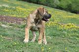 BOERBULL 046